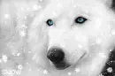 White Blue Eyes Wolf