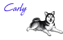 Husky - Carly
