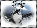 Husky - Carly