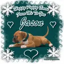 Christmas Boxer Puppy - Jason