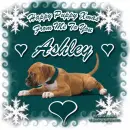 Christmas Boxer Puppy - Ashley
