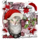 Bella my Cat