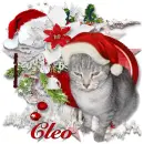 Cleo my 2 cat