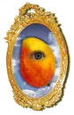 Mystic Mango