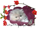 Kitten with Bird