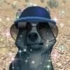 Gray wolf avatar
