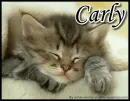 Kitten - Carly