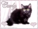 Kitten - Carly