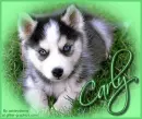 Husky - Carly