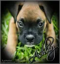 Boxer - Ashley