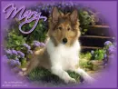 Collie - Mary