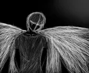 Beautiful Wings