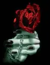 Gothic Rose
