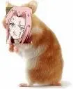 sakuster