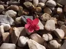 Beauty Among the Rocky Plain