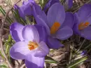 Purple Bouquet for my Sweet