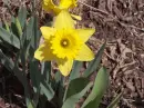Daffodil in Perfection
