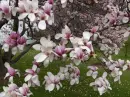 Flowering Tree