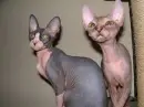 Sphynx cat