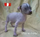 Peruvian hairless dog