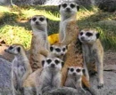 Meerkats