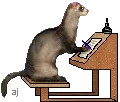ferret