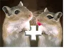 lovely jerbils