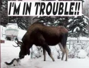 im in trouble