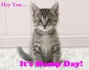 Hump Day Kitten