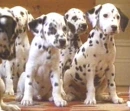 awwwwwwwwwww