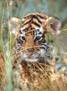 tigerz