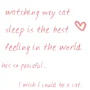 my cat