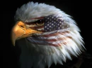 American Eagle
