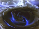 glowing rose
