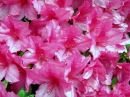 Pink azaleas