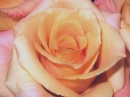 peach rose