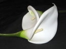Lovely Lilies