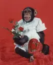 valentine day monkey