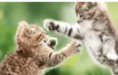 Kitties 