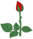 Rose Bud