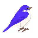 Blue Bird