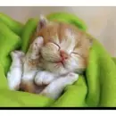 cuteness