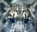 Snow Leopard
