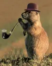 Squirrel  Smokes Pipe