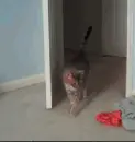 Kitty Hop