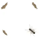 Ant colony animated background