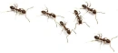 argentine ants background
