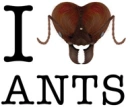 I love ants