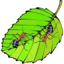 leaf ants