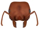 Ant head
